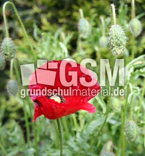 Klatschmohn-1.jpg